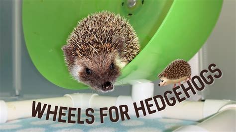 hedgehog running wheel|hedgehog on wheel.